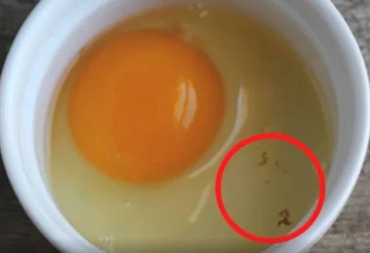Кровь в яйце курином: причины появления в желтке и белке, что делать, можно ли есть