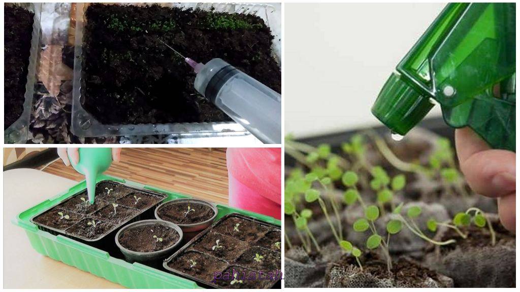 Как, чем и когда поливать рассаду: важные правила для получения здоровых растений