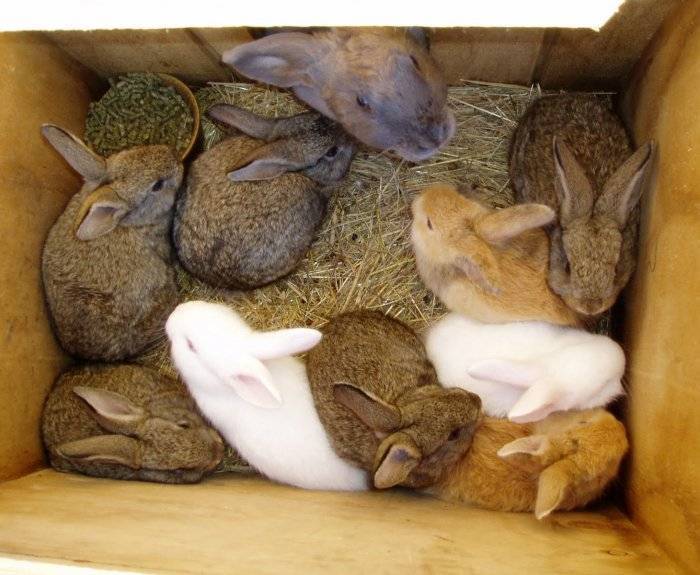 Разведение декоративных кроликов: выбор породы, уход, кормление, рентабельность бизнеса