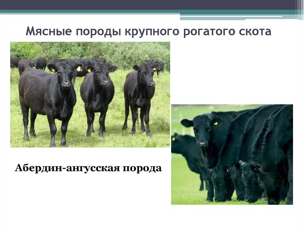 Мясные породы быков