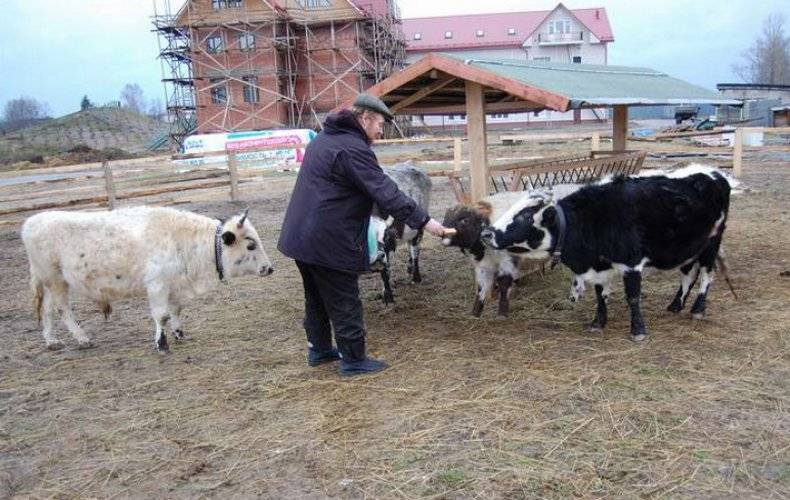 ᐉ карликовые коровы: описание пород мини-коров, внешний вид, тонкости выращивания - zookovcheg.ru