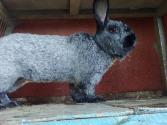 Кролики породы серебристый — фото и описание, характеристика, условия содержания, перспективы разведения. | cельхозпортал
