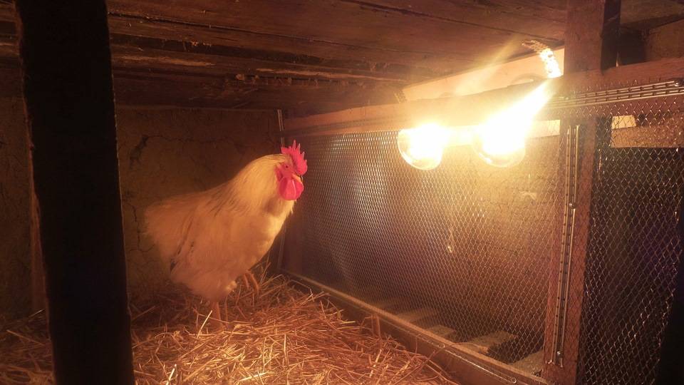 Лампа для обогрева цыплят: какая лучше для брудера, технические характеристики