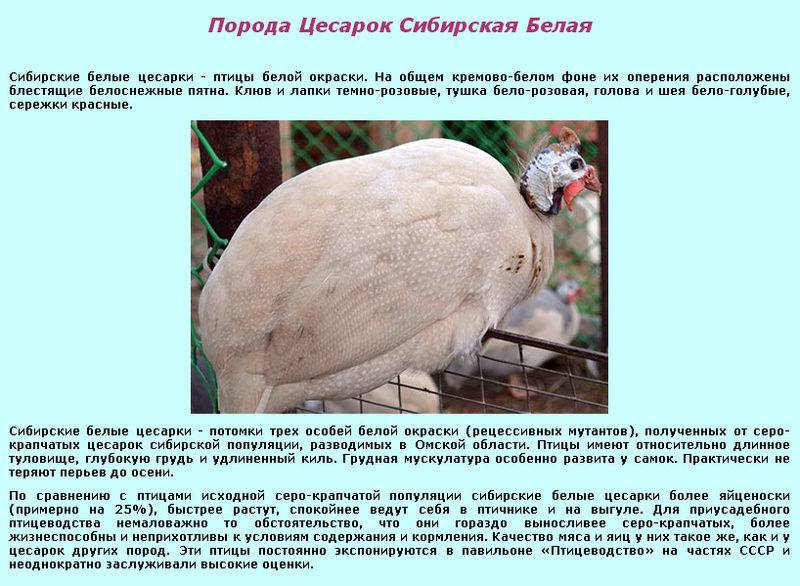 ᐉ цесарка: что за птица, породы, содержание, разведение - zooon.ru