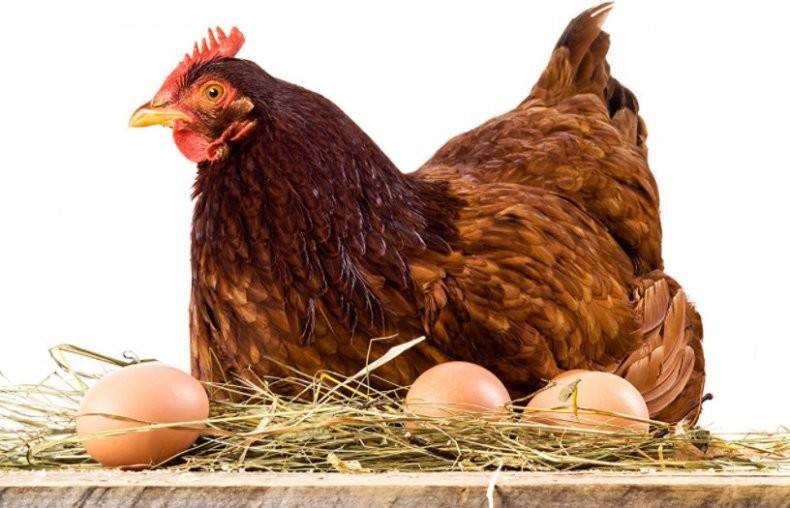 Что делать, если курица снесла яйцо без скорлупы?