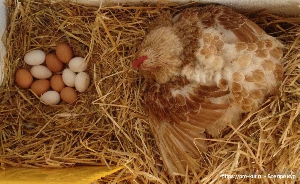 Сколько яиц можно подложить под курицу: как выбрать яйца и как подкладывать?
