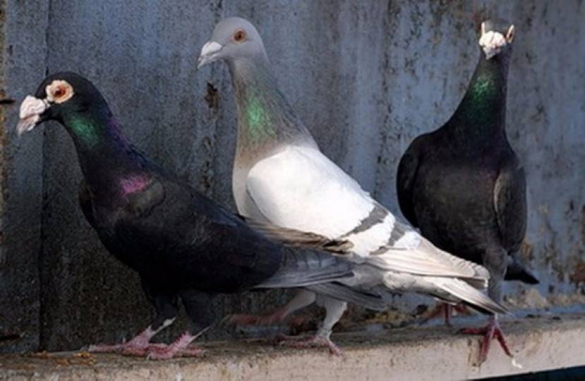 Курские голуби: 4 типа породы. летные характеристики и особенности внешнего вида