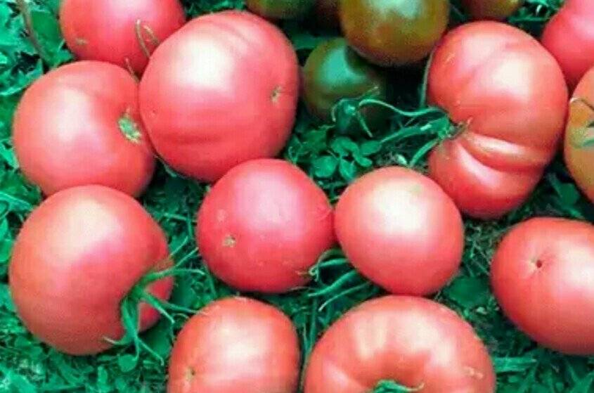Характеристики сорта томатов "розовый слон"