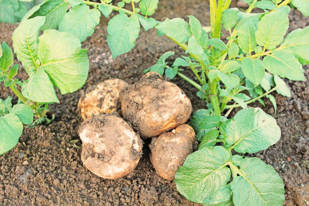 Можно ли выращивать картофель на одном и том же месте и что для этого нужно делать