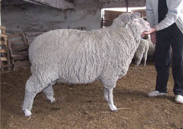 Сальская порода овец. тонкорунные. шерстные породы овец.