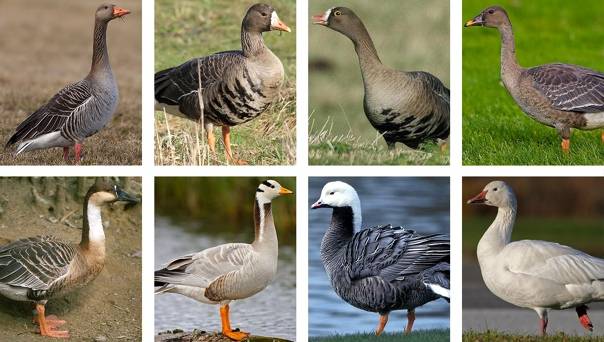 Основные и самые распространенные виды диких гусей