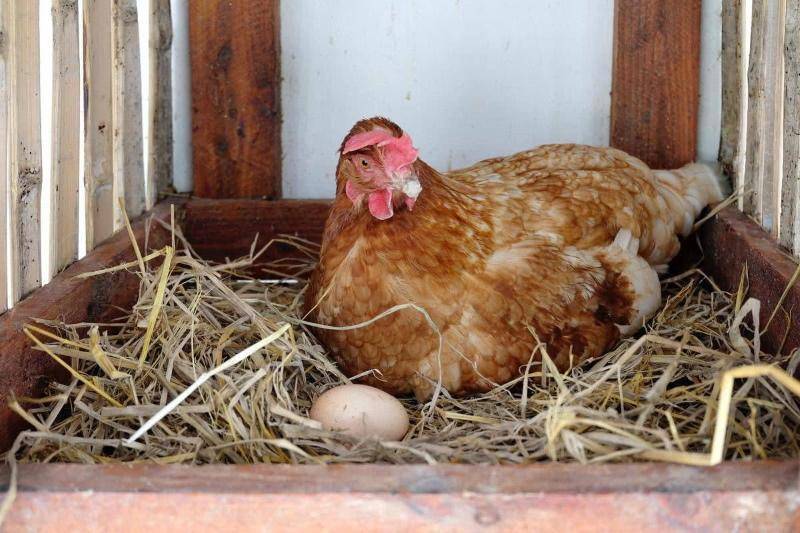 Почему перестали нестись куры-несушки: причины уменьшения яйценоскости | павловская курочка