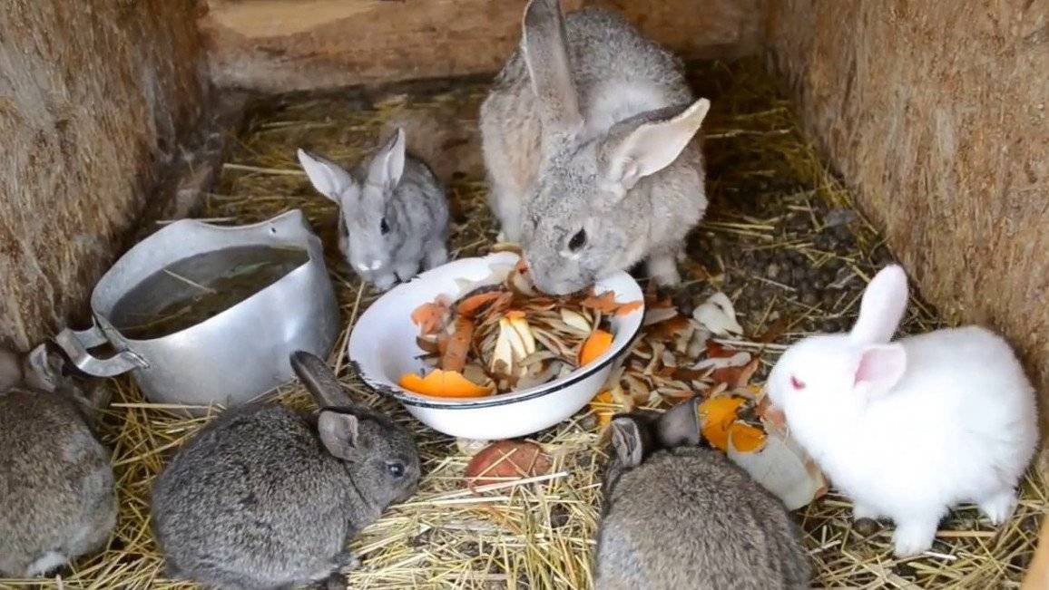 Чем кормить кролика в домашних условиях
