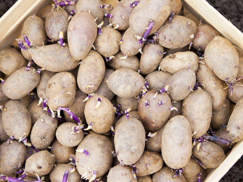 Подготовка семян картофеля к посадке