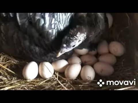 Индюшиные яйца: когда начинают нести, использование