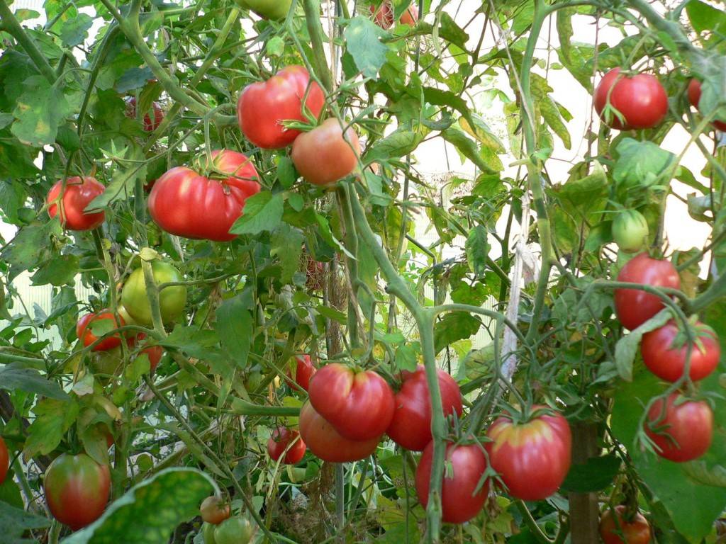 Томат кардинал: характеристика и описание сорта, выращивание и уход