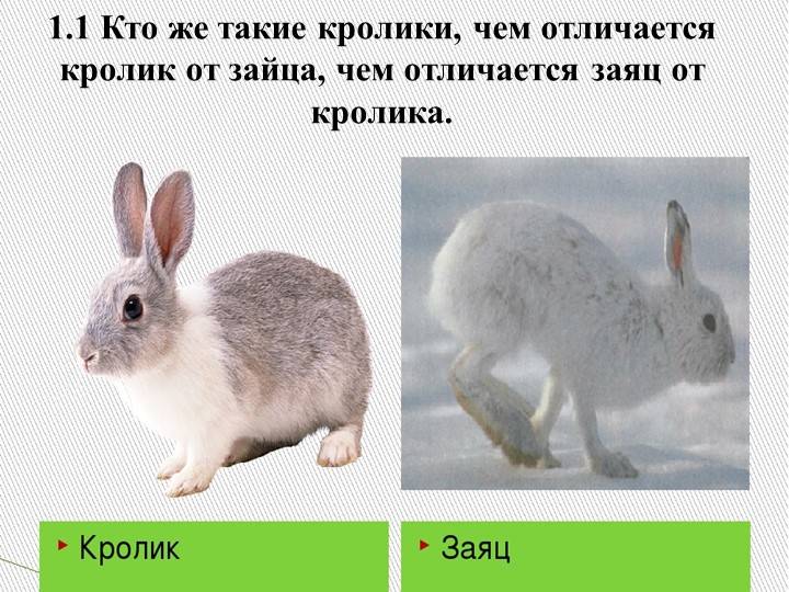 Чем отличается кролик от зайца: внешняя разница между животными