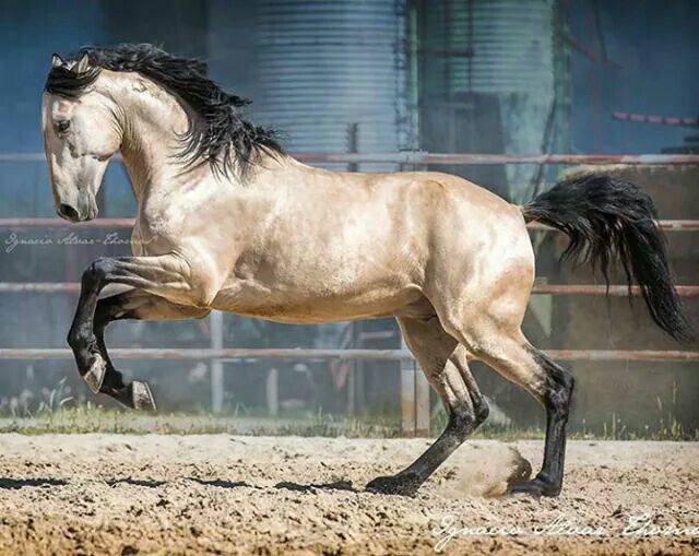 Андалузская порода лошадей: фото и описание, характеристики, история, видео