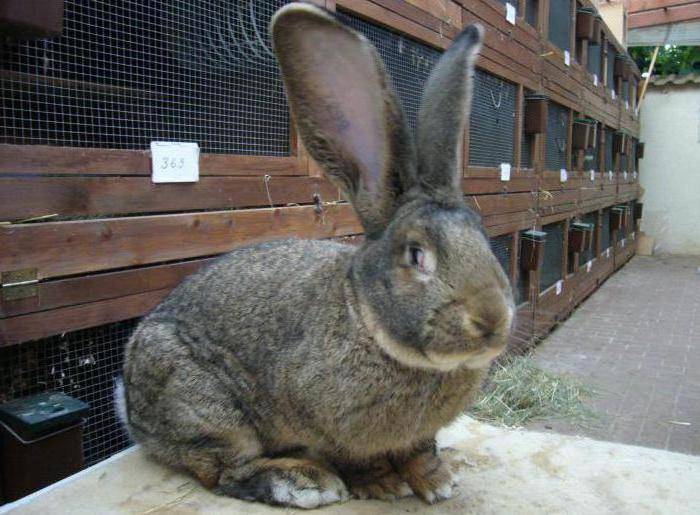 Ризен кролики: описание немецкой породы домашних животных