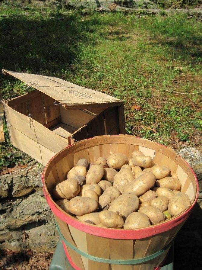 [инструкция] хранение картофеля: описание простых способов