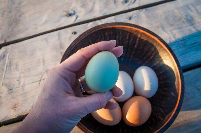 Приметы о яйце с двумя желтками: для женщины и мужчины, что значит яйцо с зародышем