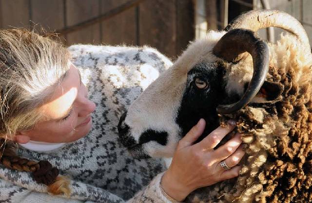 Кормление овцематок,баранов-производителей и молодняка овец
