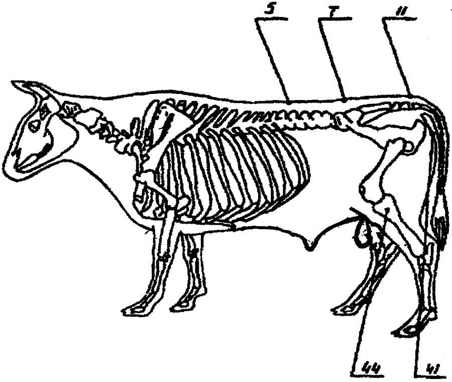 Анатомия коровы: строение скелета, форма черепа, внутренние органы