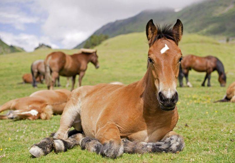 Как спит лошадь на самом деле? :: syl.ru