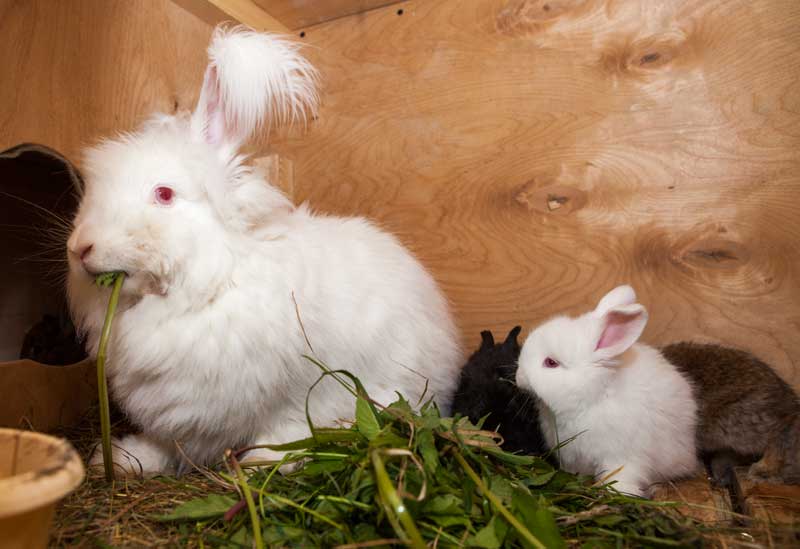 Ангорский пушистый кролик: обзор и описание пород, уход и содержание