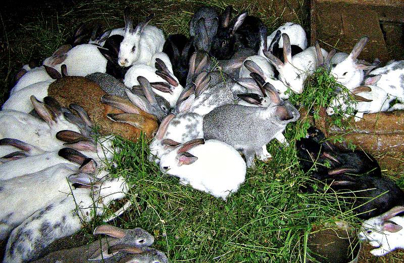 Разведение кроликов: целесообразность, методы, промышленное, домашнее, с чего начать, зимнее содержание, литература