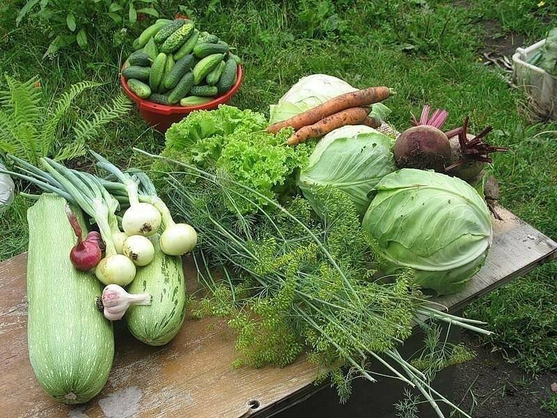 20+ холодостойких овощей: что сажать в первую очередь