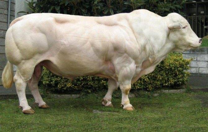 ᐉ бельгийская голубая корова: характеристики, особенности выращивания - zooon.ru
