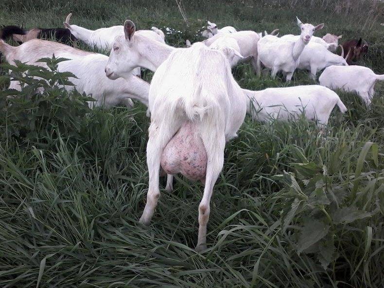 Зааненская порода коз: описание и продуктивность, содержание и кормление, отзывы владельцев