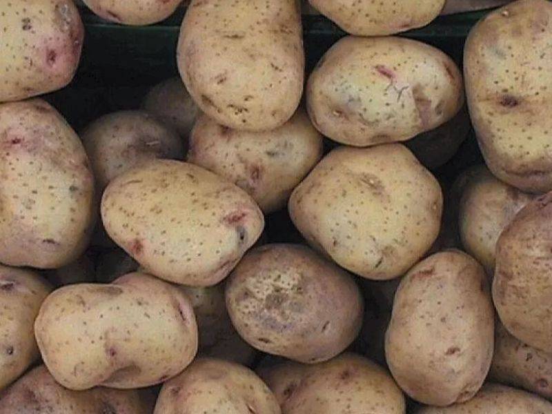 Картошка удача – подробное описание сорта