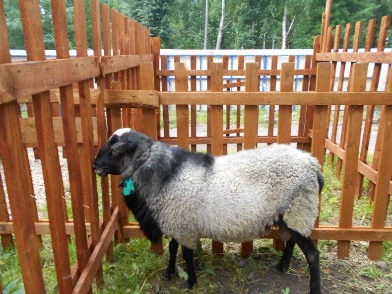 Овцы романовской породы содержание и уход, фото романовских овец