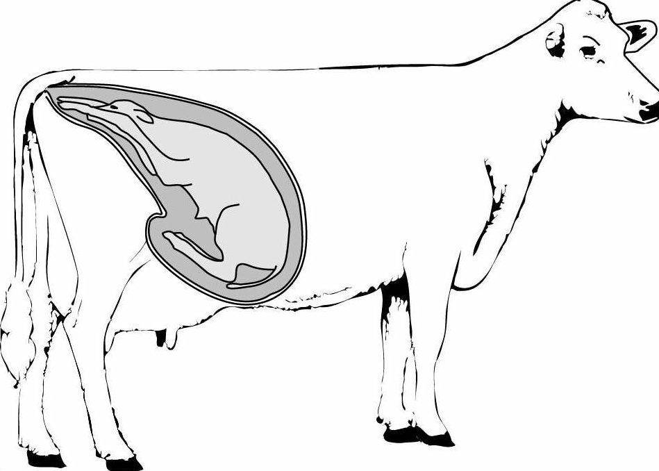 Стельность – как протекает беременность коров