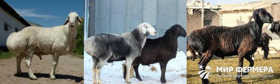 ᐉ курдючные породы овец: описание и характеристики - zooon.ru
