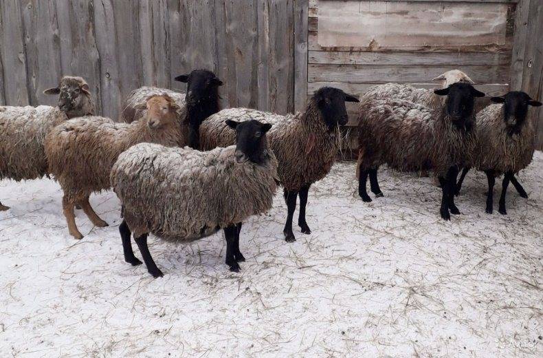 Романовские овцы - определение племенной породы и советы по выбору овцы (95 фото)
