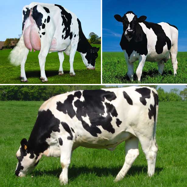Голштино-фризская порода коров: фото, описание породы, продуктивность