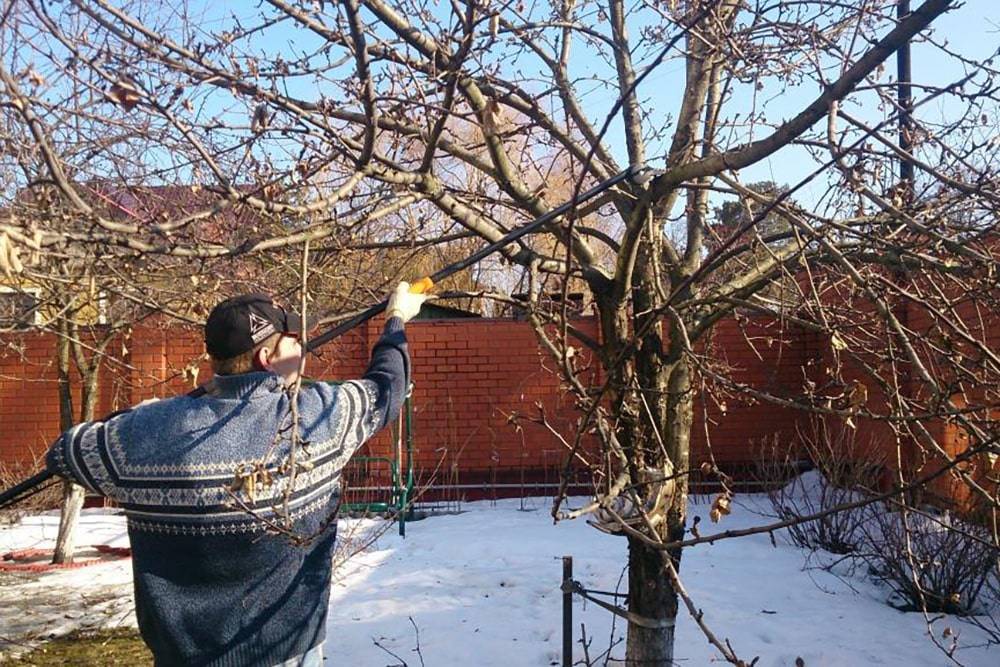 Обрезка деревьев зимой: правила и тонкости