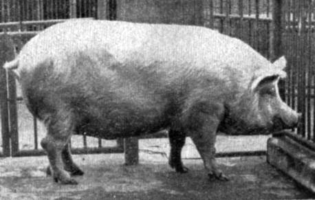 Свиньи крупной белой породы