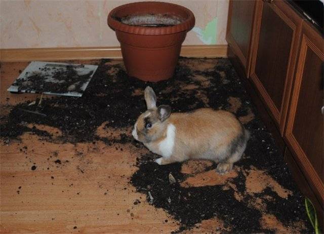 ᐉ кусаются ли кролики и что делать, если укусил кролик? - zooon.ru