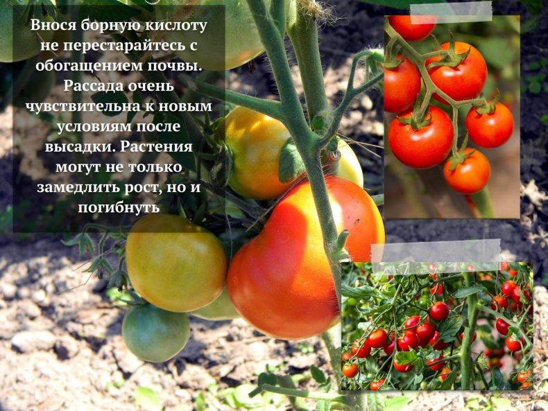 ???? подкормка помидор в августе: корневая, внекорневая, в теплице и открытом грунте selo.guru — интернет портал о сельском хозяйстве