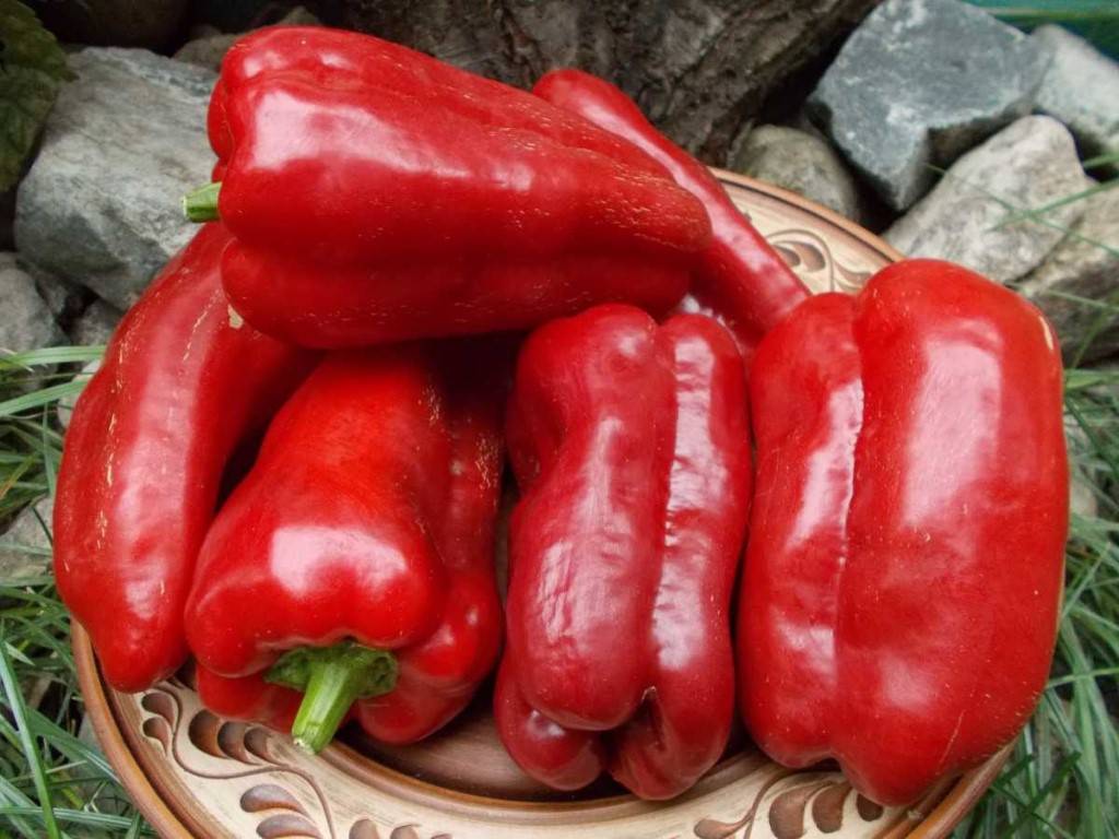 Сорт перца подарок молдовы: описание и советы по выращиванию