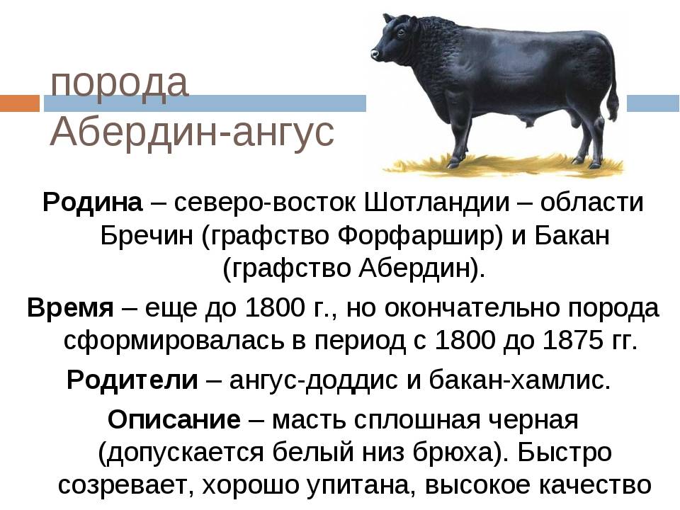 ᐉ абердин-ангусская порода коров: описание и характеристика - zooon.ru