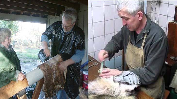 ᐉ как выделать шкуру козы в домашних условиях: описание всех этапов - zooon.ru