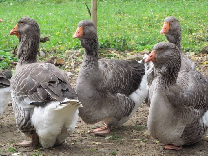Тулузские гуси: фото, описание породы, разведение и уход