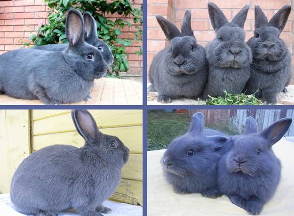 Венский голубой кролик: описание породы и характеристики