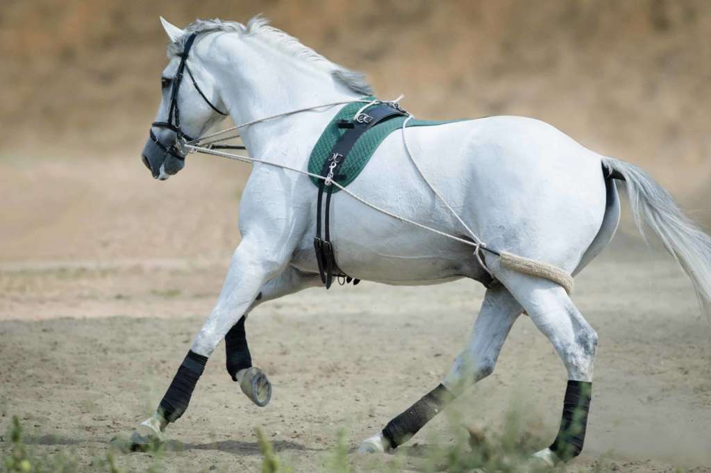 Аллюры лошадей и их характеристика