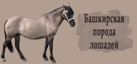 Башкирская порода лошадей: описание, виды - домашние наши друзья